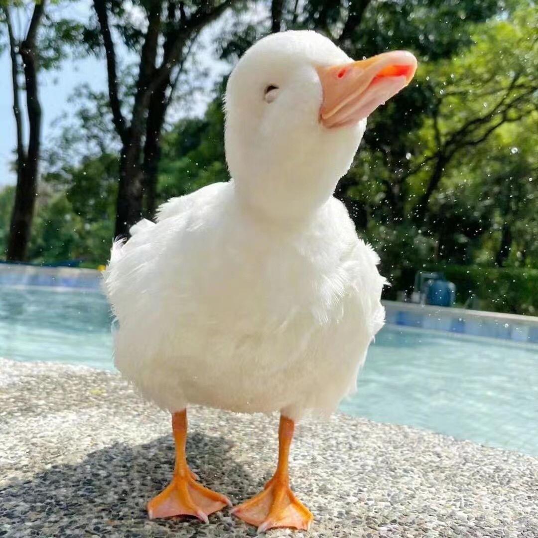 土哥