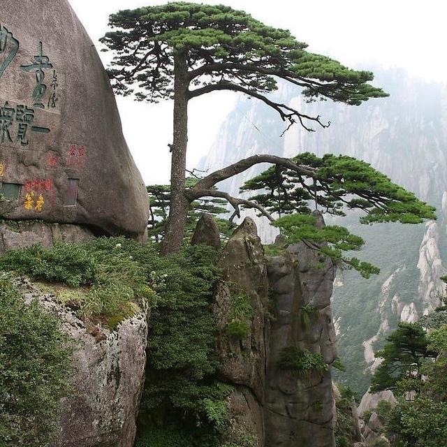 蜂巢庭院景观造型松