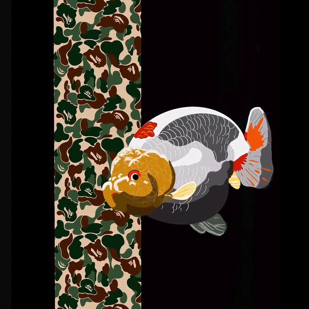 峰仔兰寿观赏鱼