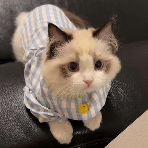 猫狗宠物用品批发