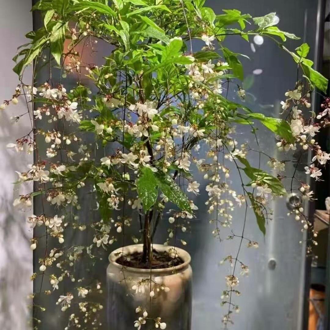 花木天地园艺