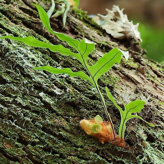 特殊种植飞哥