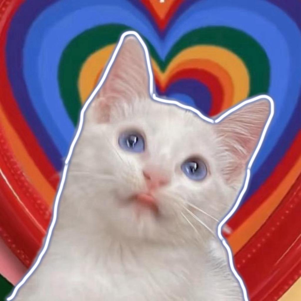 珍珍是只小白猫🥥