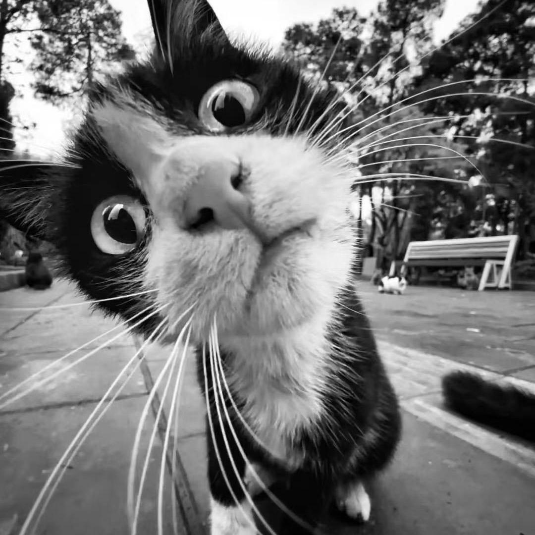 ゛_猫九