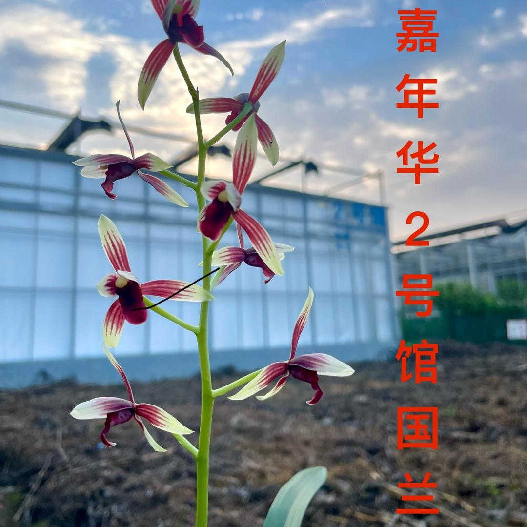 嘉年华2号馆国兰
