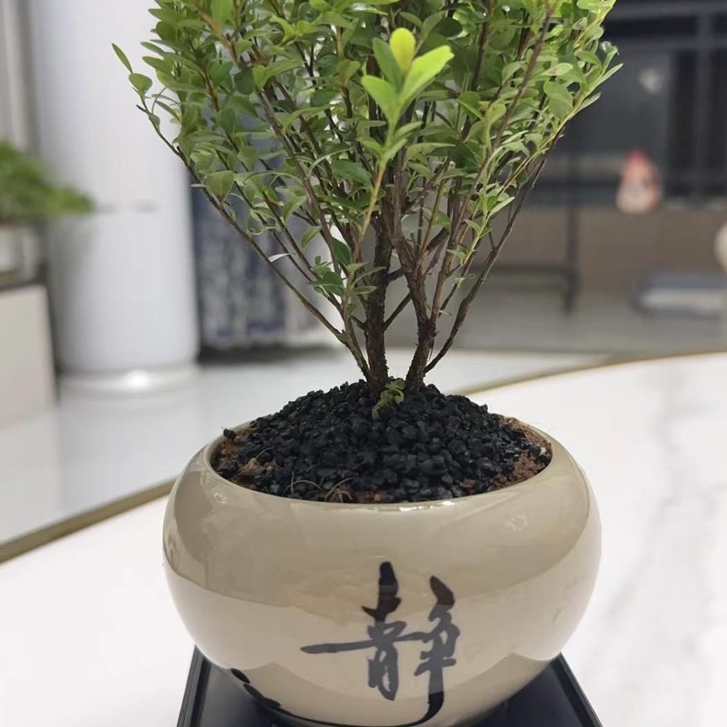 诗和远方…