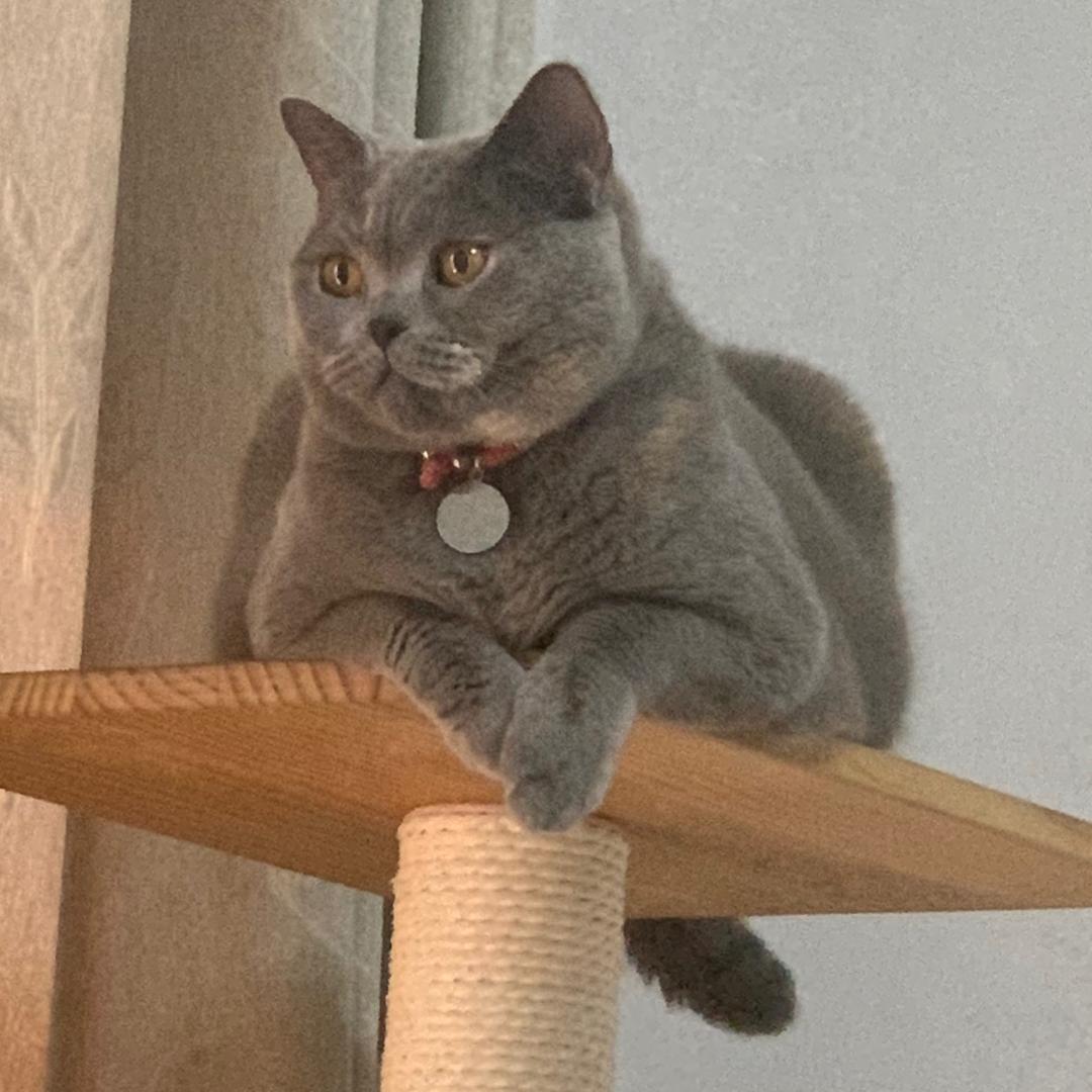 一口吃掉猫猫头