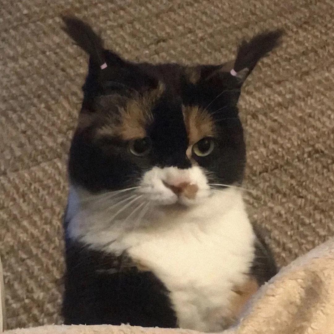 AAA烤冷面批发商