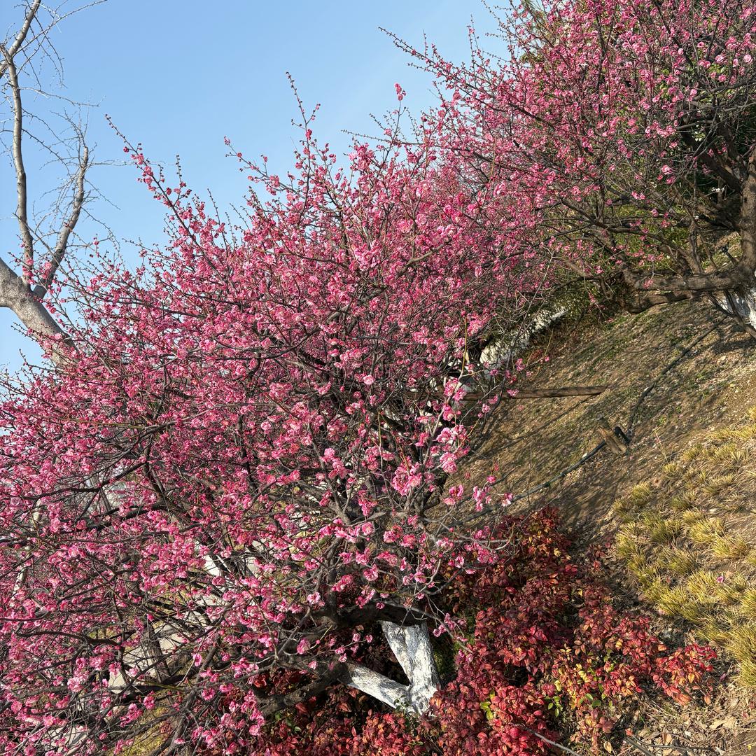 希望的田野～～