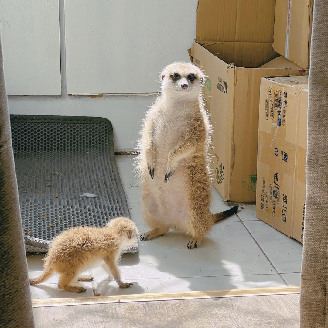 狐獴部落