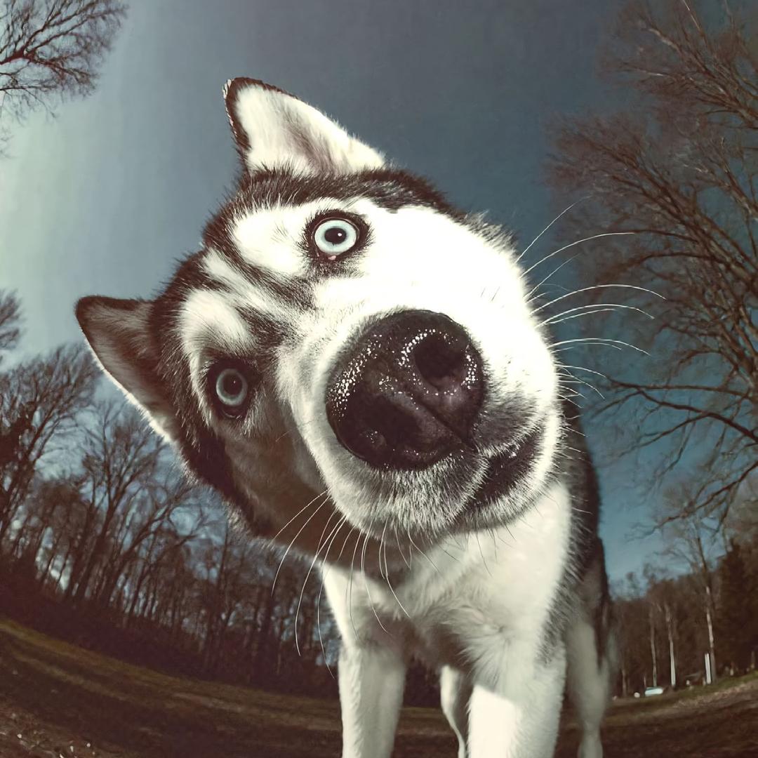 我奶常扇赵子龙