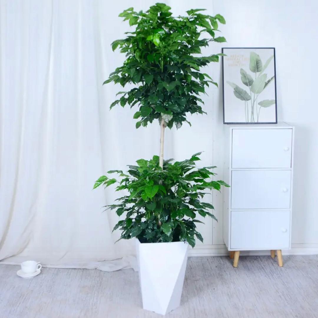 星星盼月亮.初见