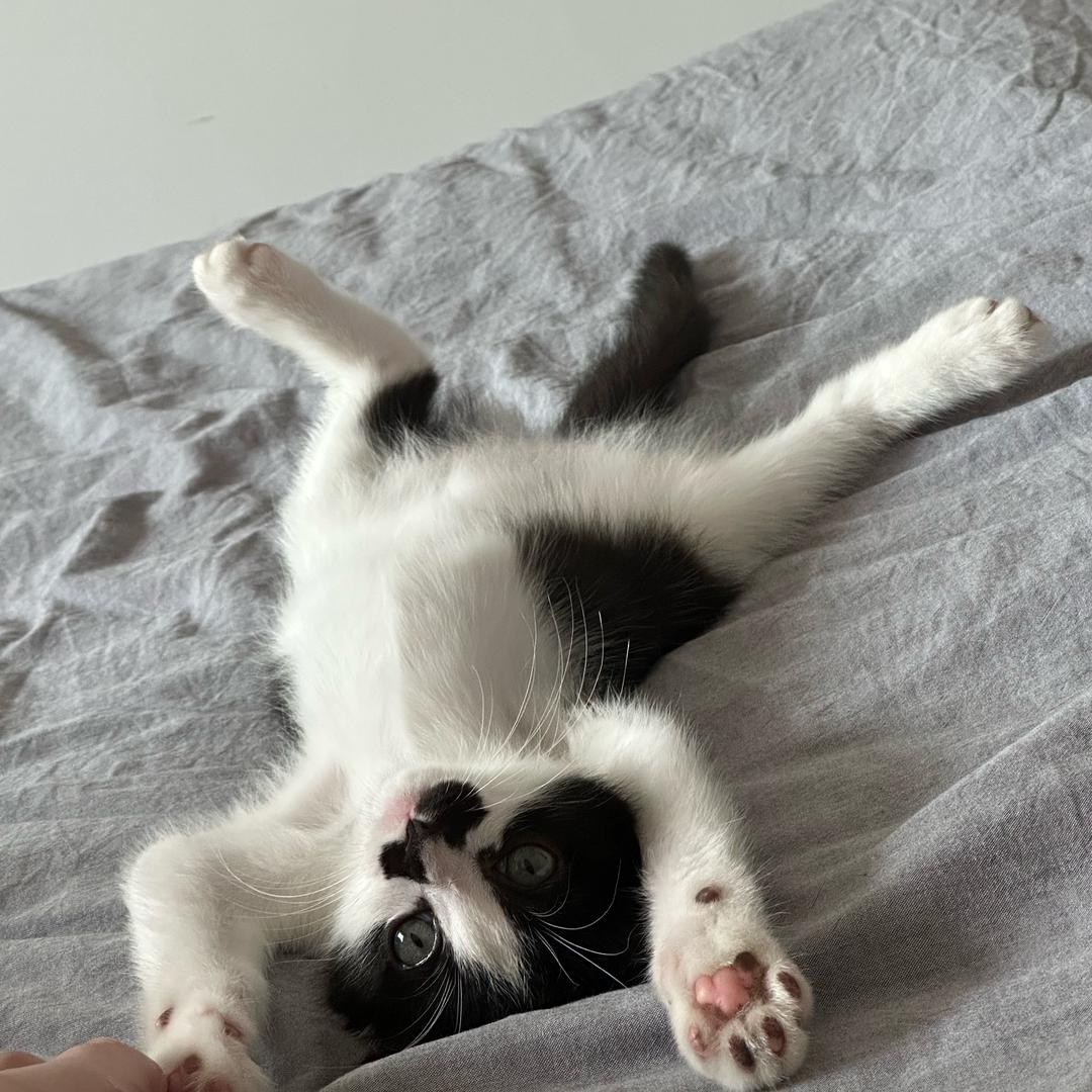 爵士豪猫🐱