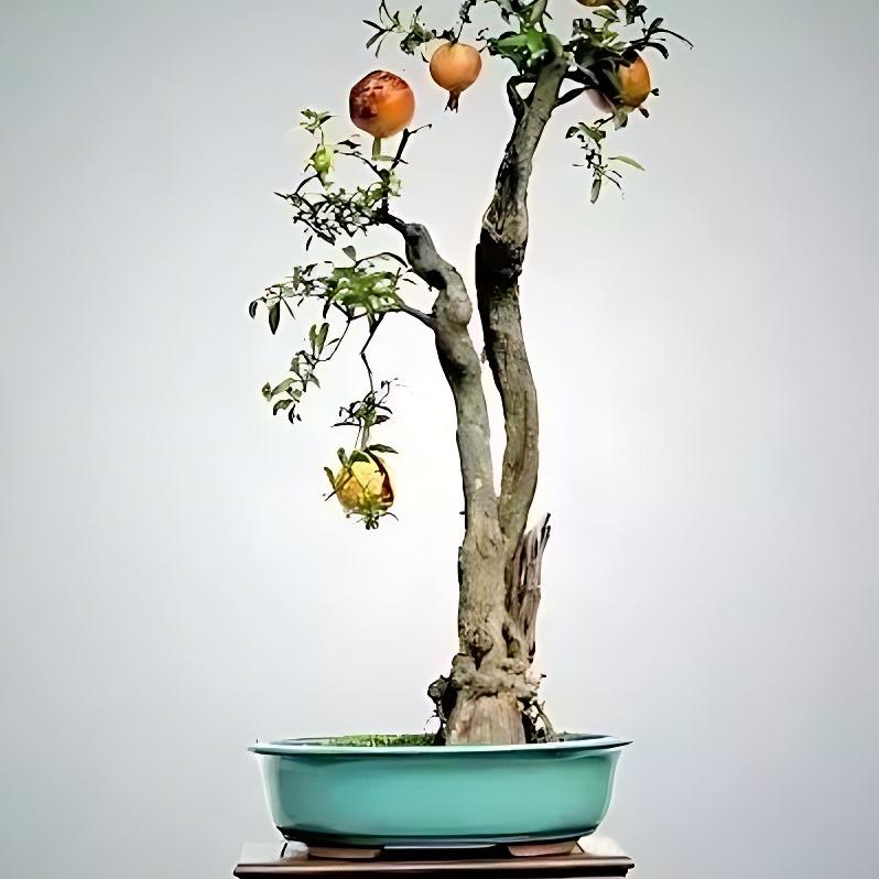 一分利石榴老桩