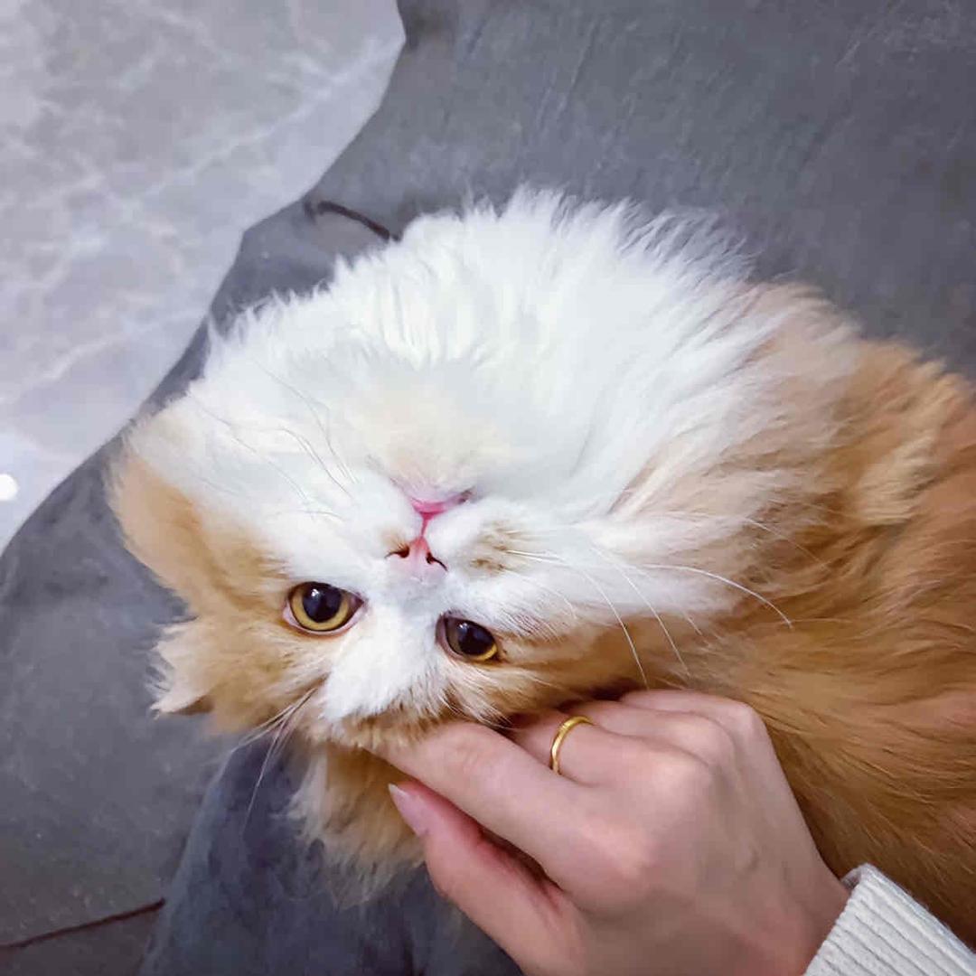 犬猫宠物零食小店