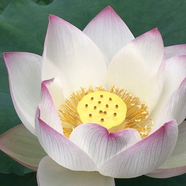 ༼昌都༽༼哇༽