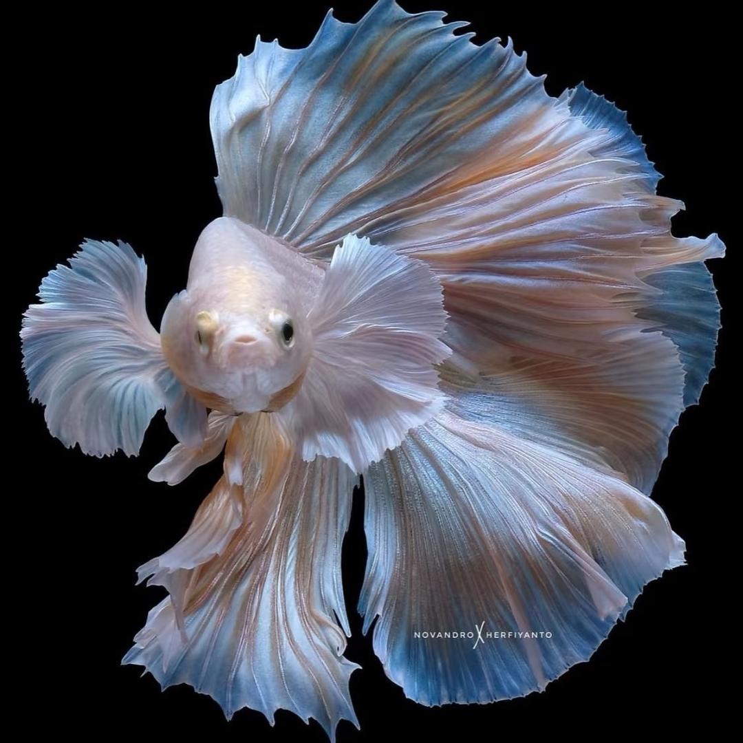 豪养泰斗·beetta