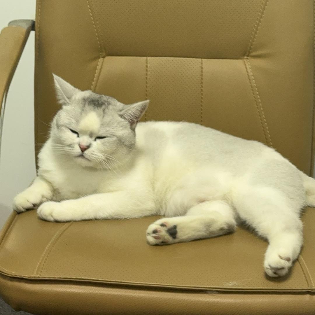 老猫咪