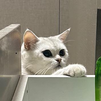 胖丁的快乐日记