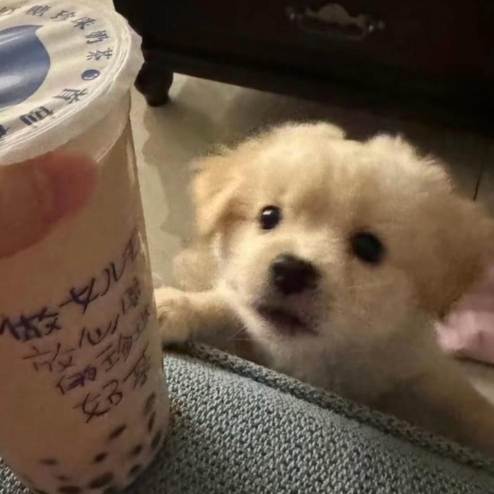 吃货汪汪汪（求推荐🥺