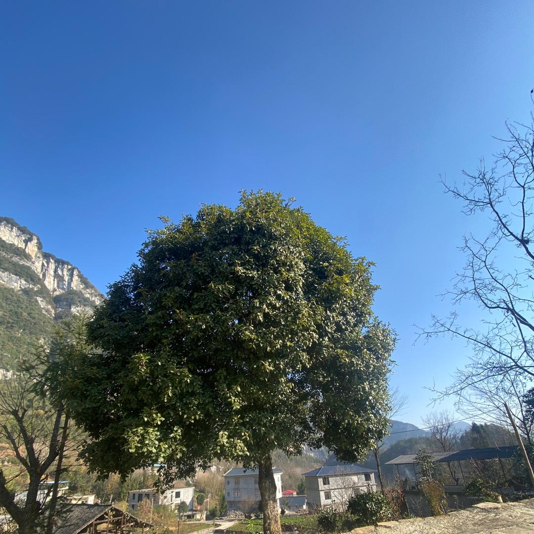 恩施旅游包车