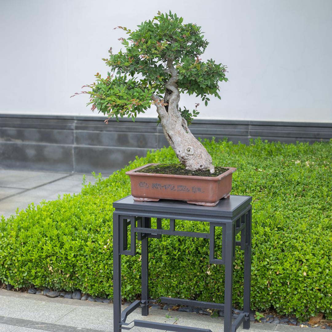 莫兰铝合金盆景几架花架
