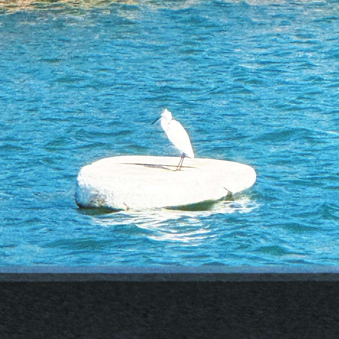 是龙吖