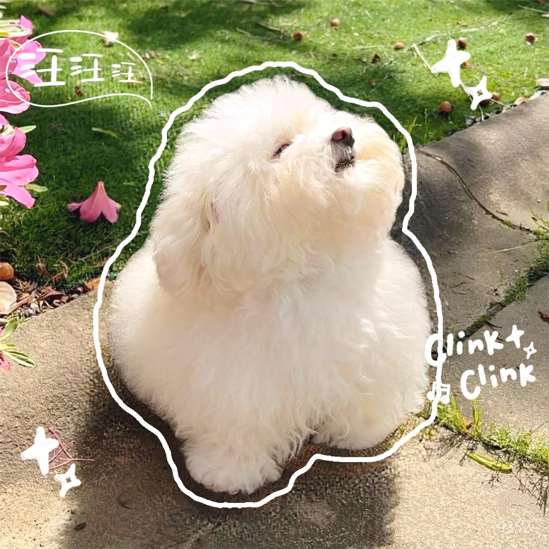 狗