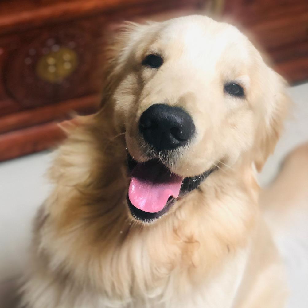 辛巴宝贝 ੯‧̀͡u\ 🐾