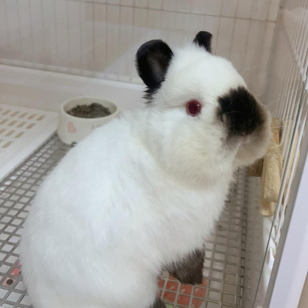 君君萌宠日常生活👀