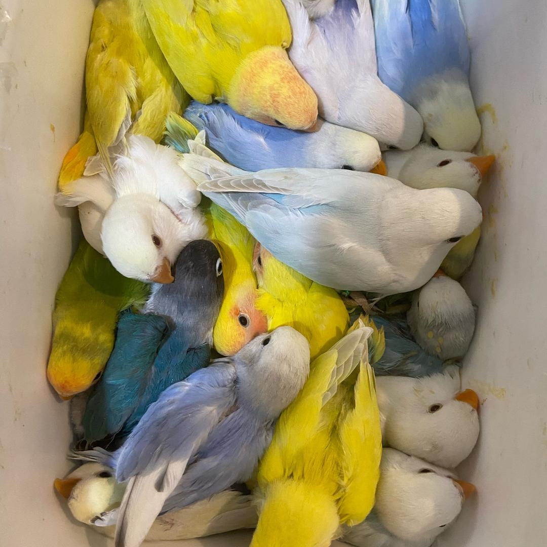 道理我都 董（麻辣亮 手养鹦鹉）