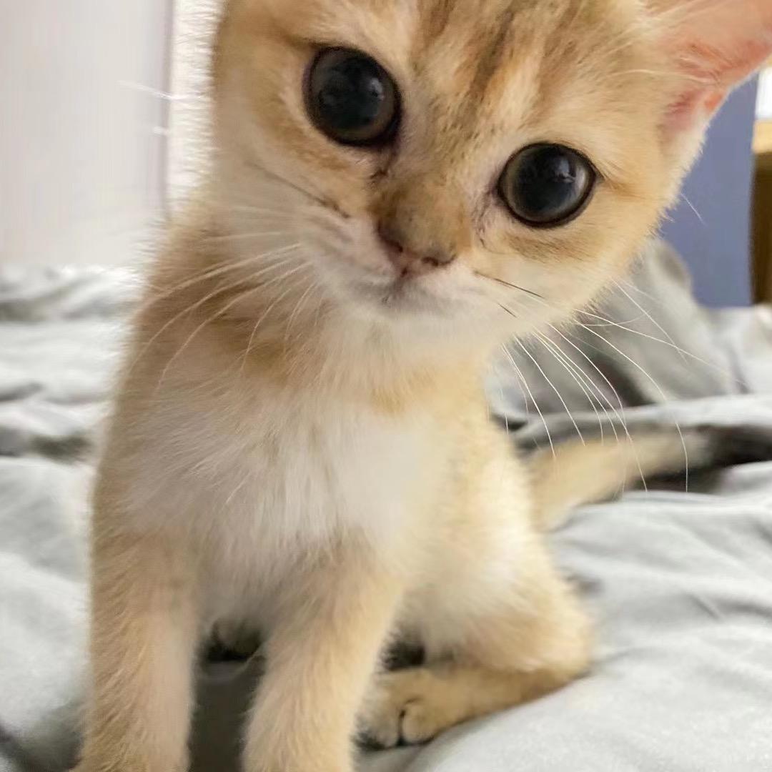 MaoMao