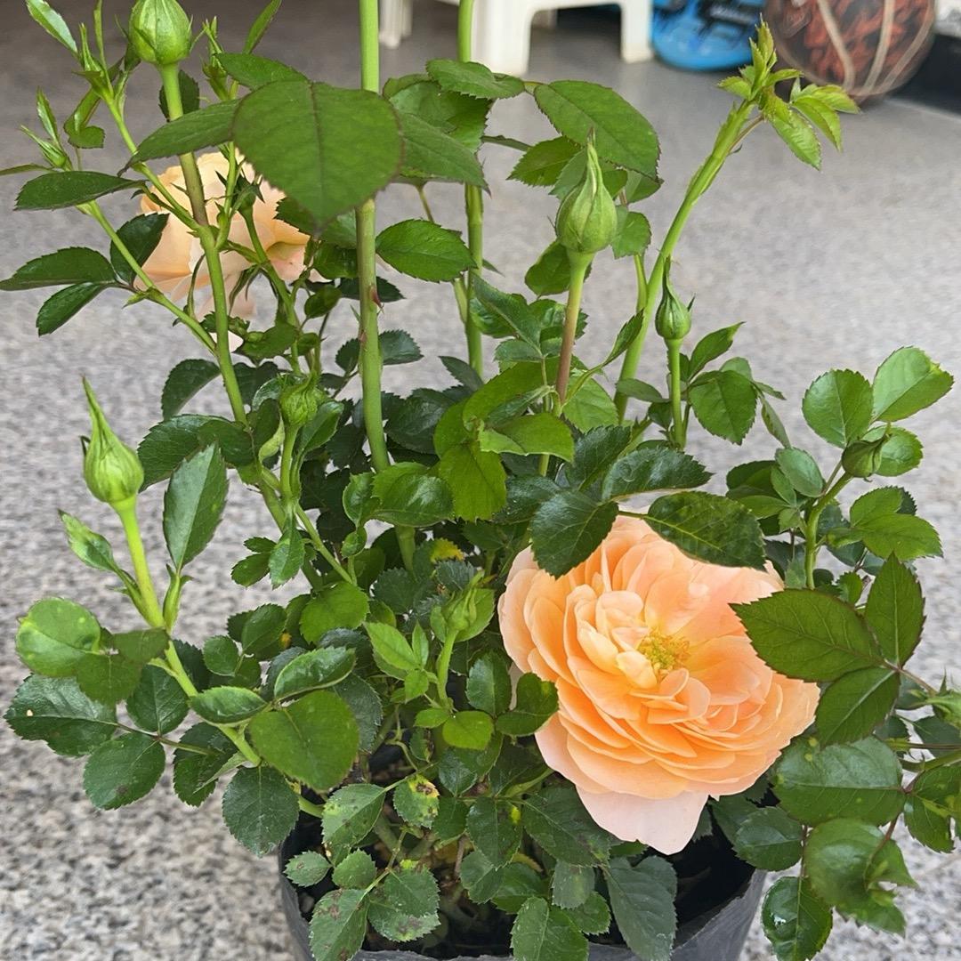 武汉市辰渝复种业店（个人独资）企业店