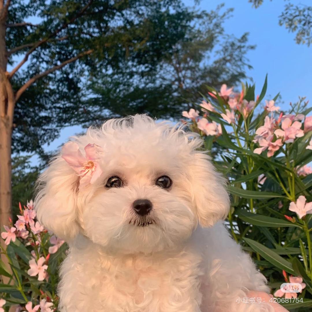 尾巴节拍萌宠严选