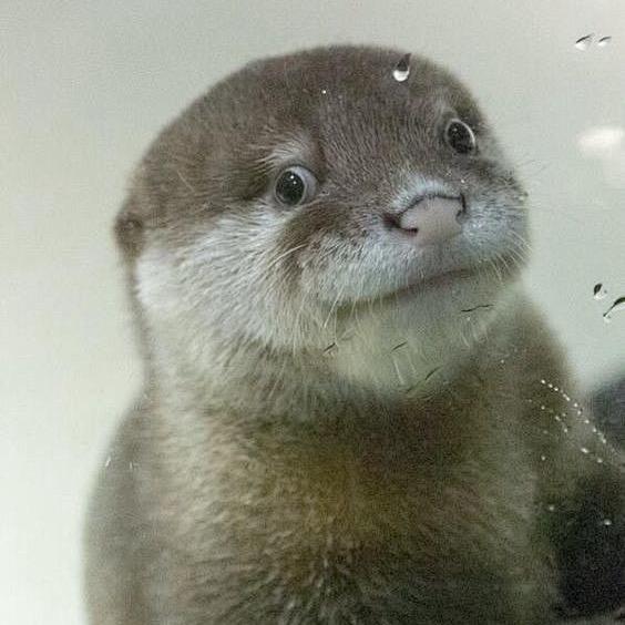 海獭先生（有关必回！）
