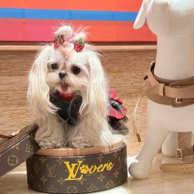 杀光全世界黄毛