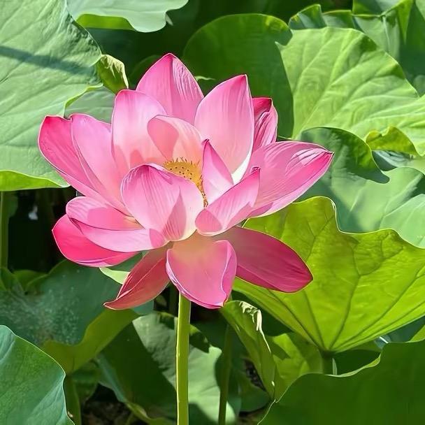 花开～富贵