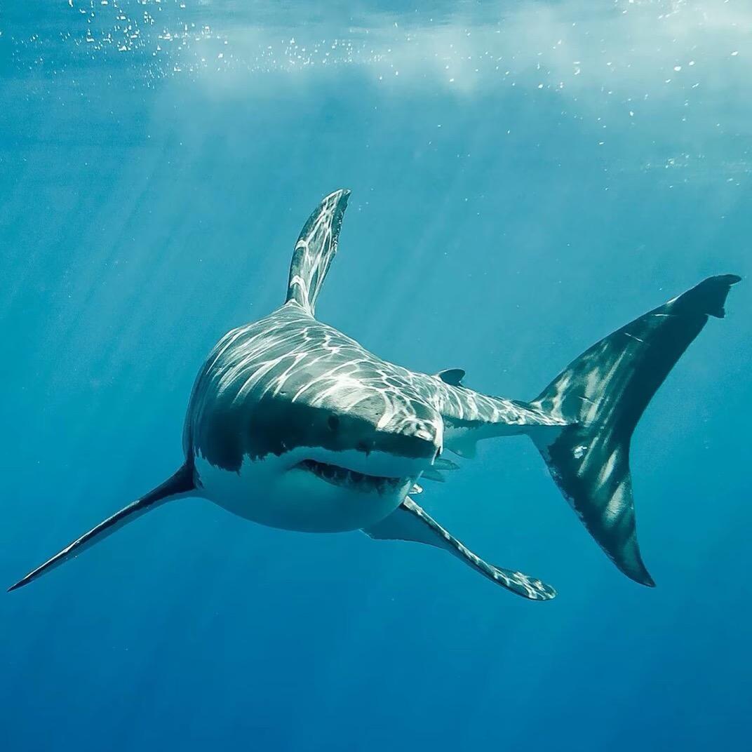 大鲨鱼🦈