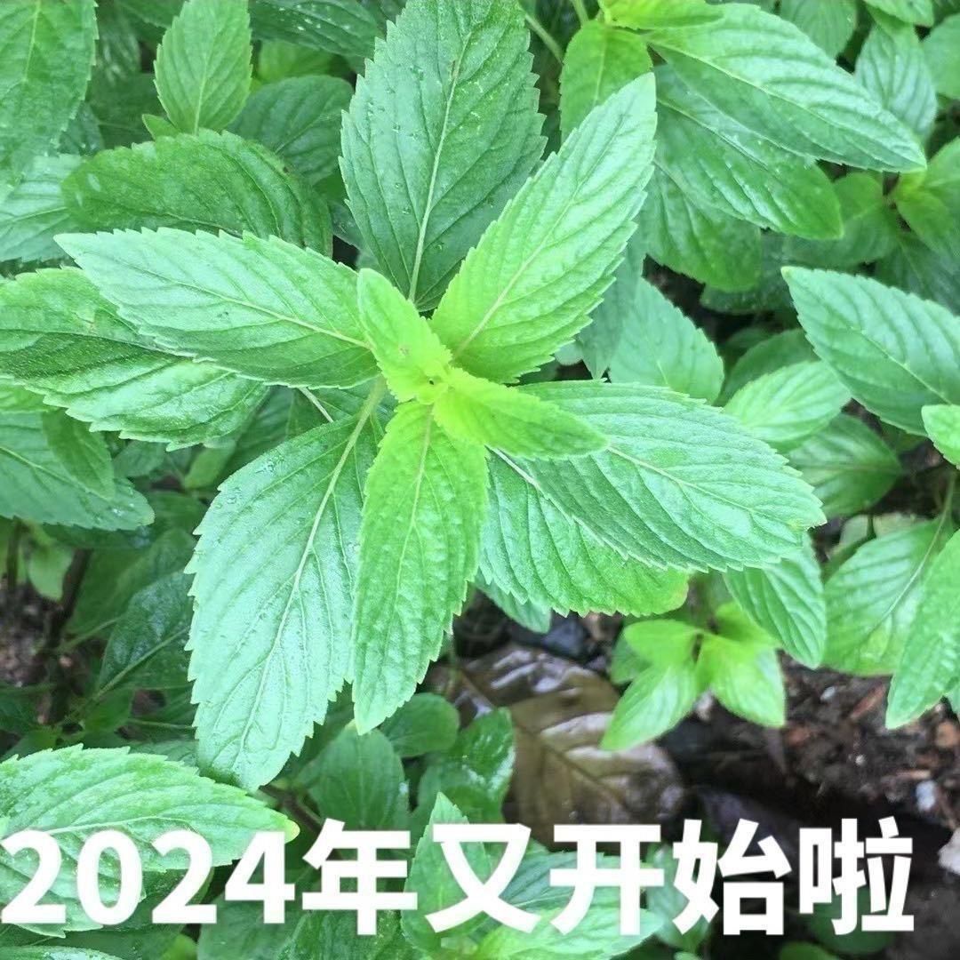 2025又开始啦