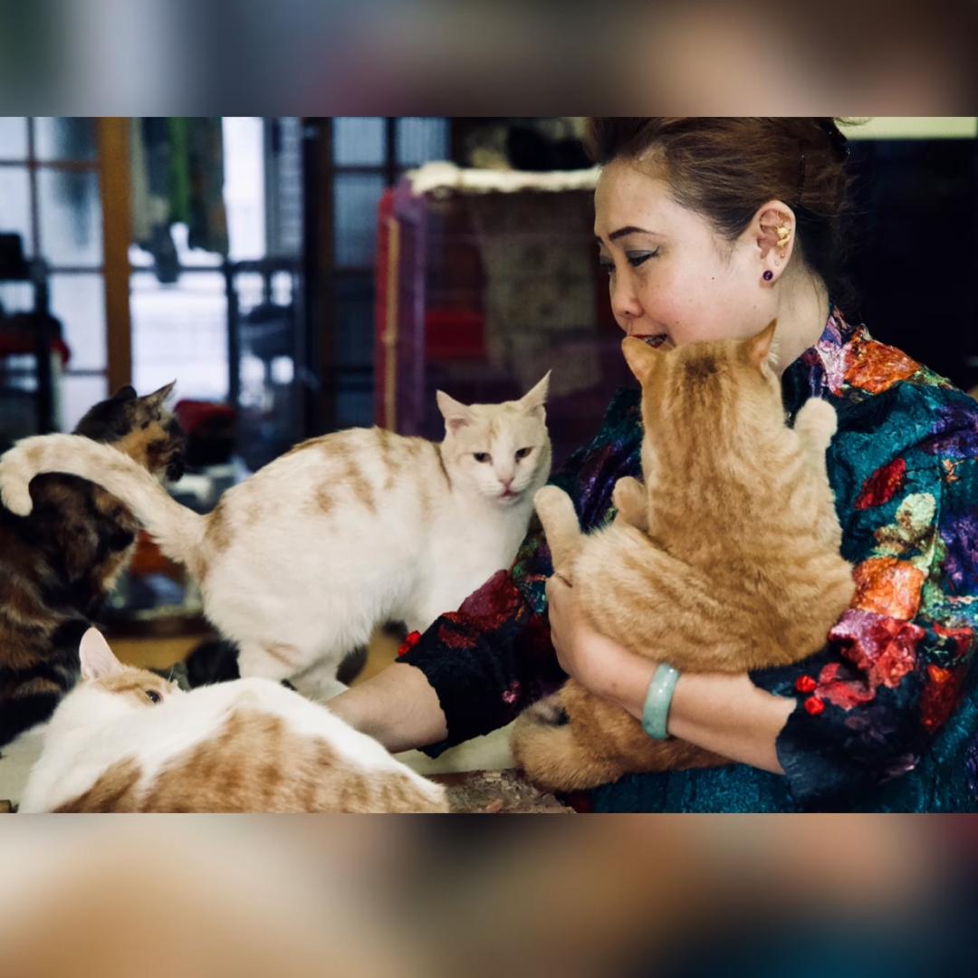 猫奶奶和她的毛孩子们🐱