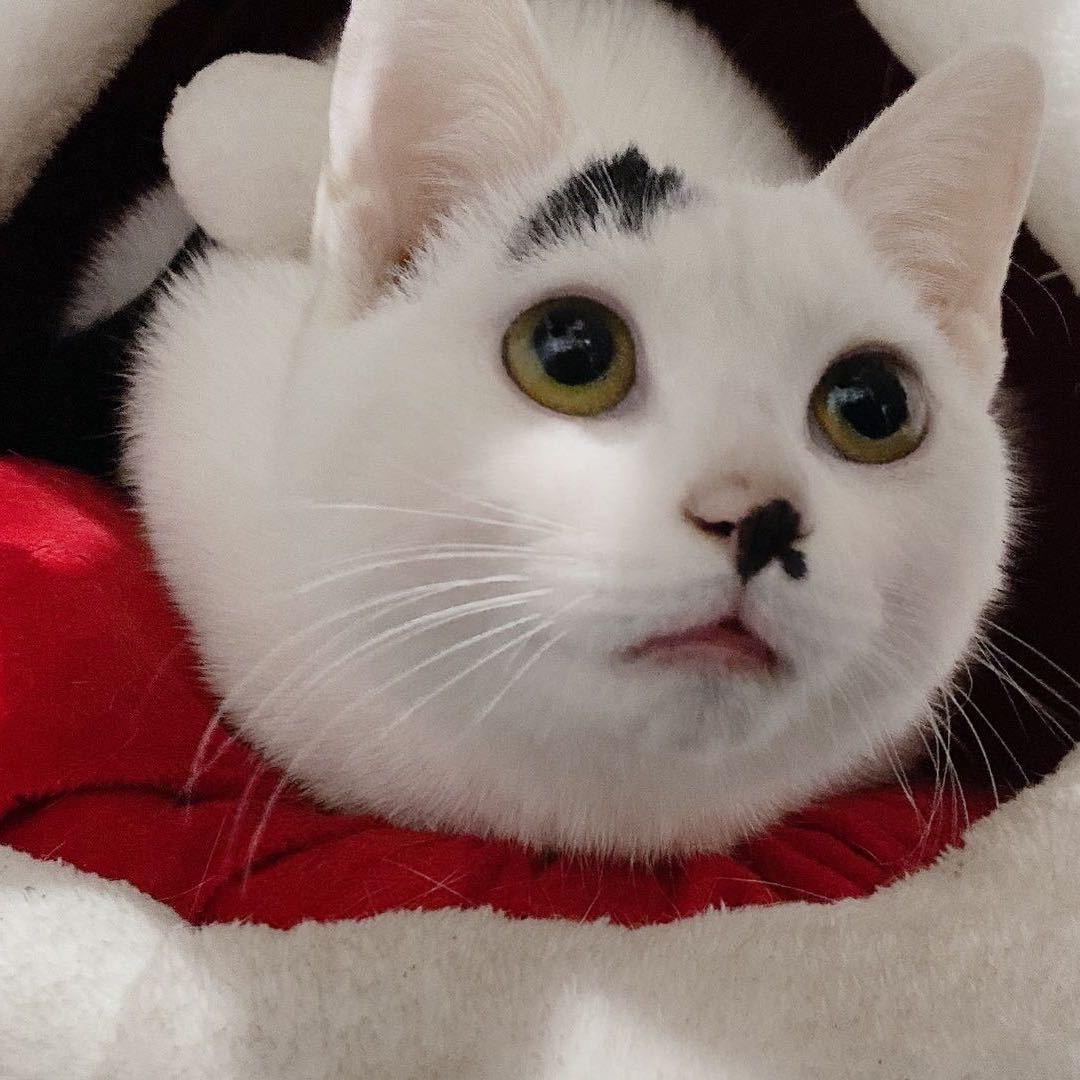超哥