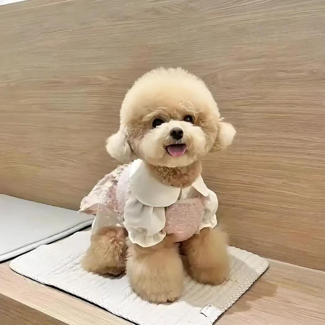 小小狗狗