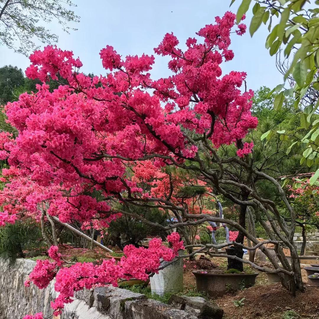 鋡鋡园艺
