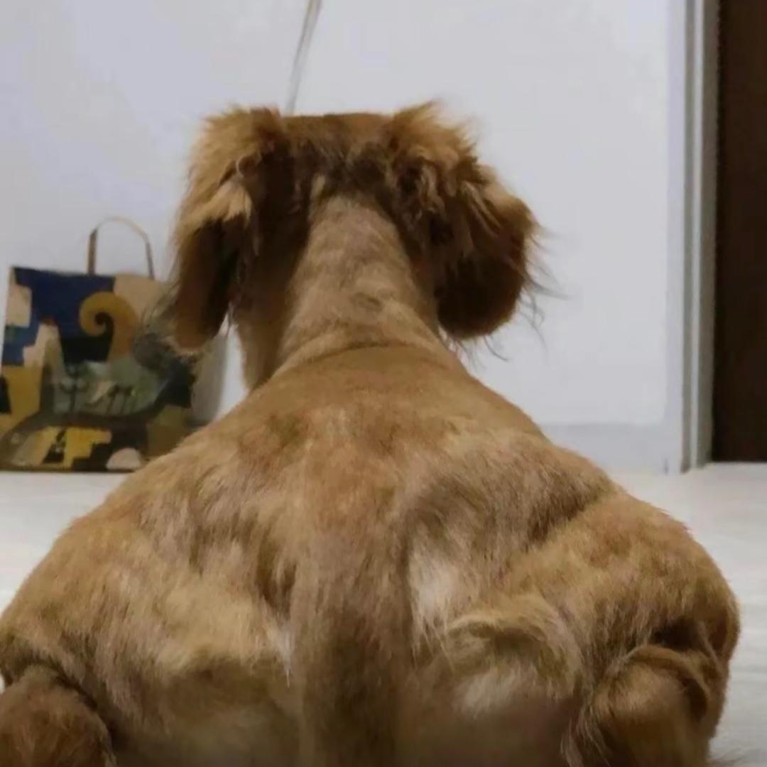 西门小林