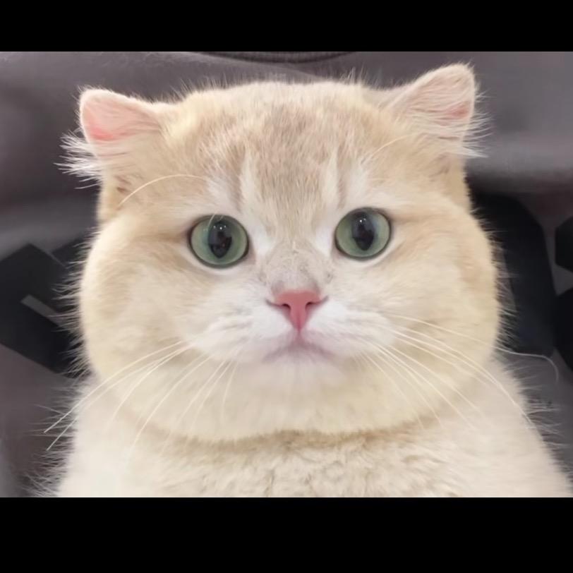白月光。