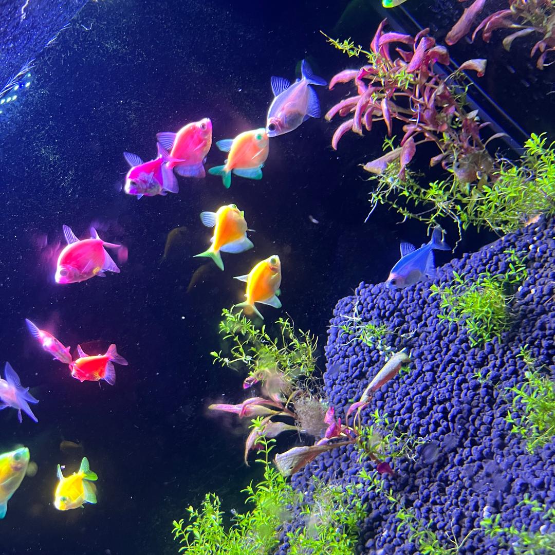 是东宝呀（二年级）