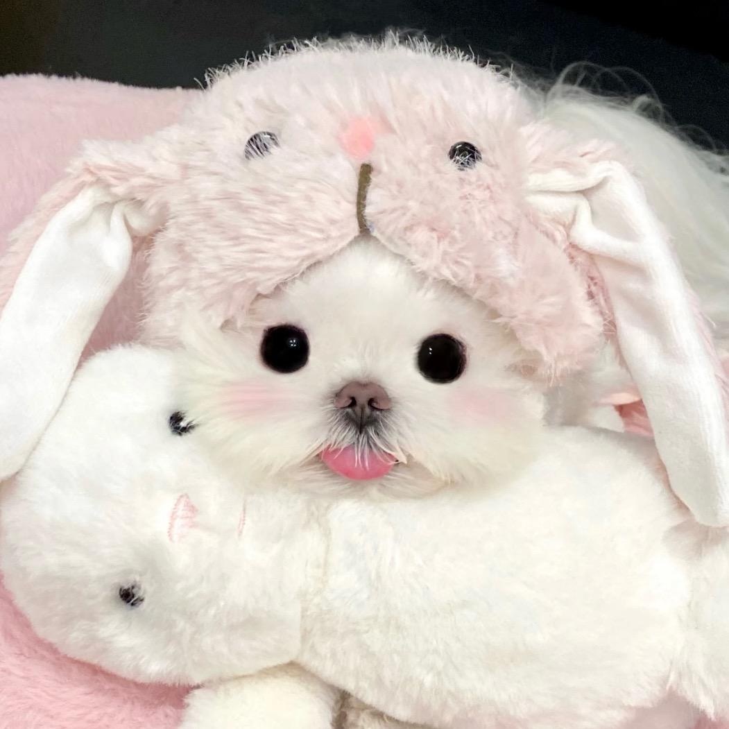 ･ᴗ･