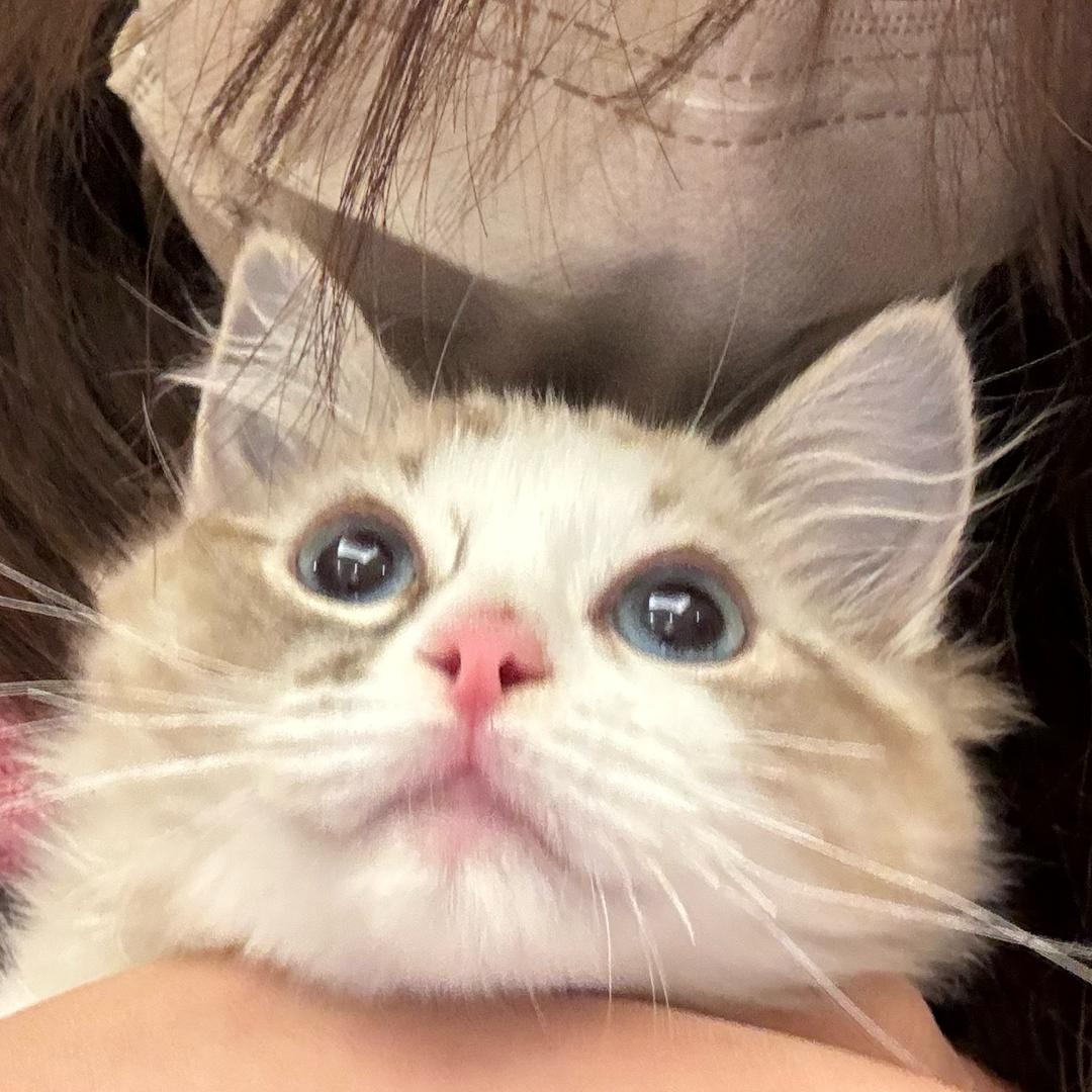 喜柿
