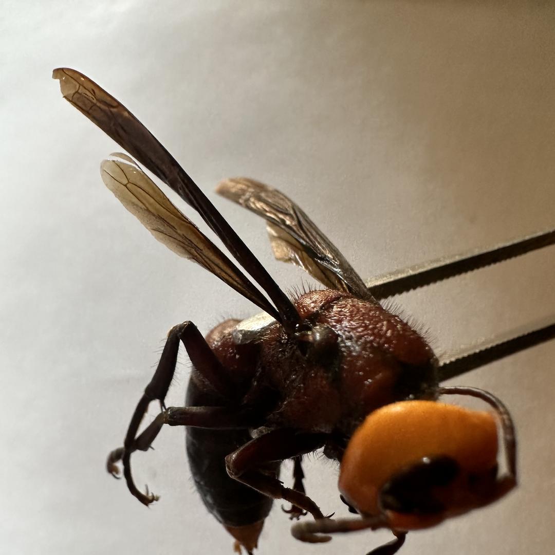 阿水虫蚁土特产