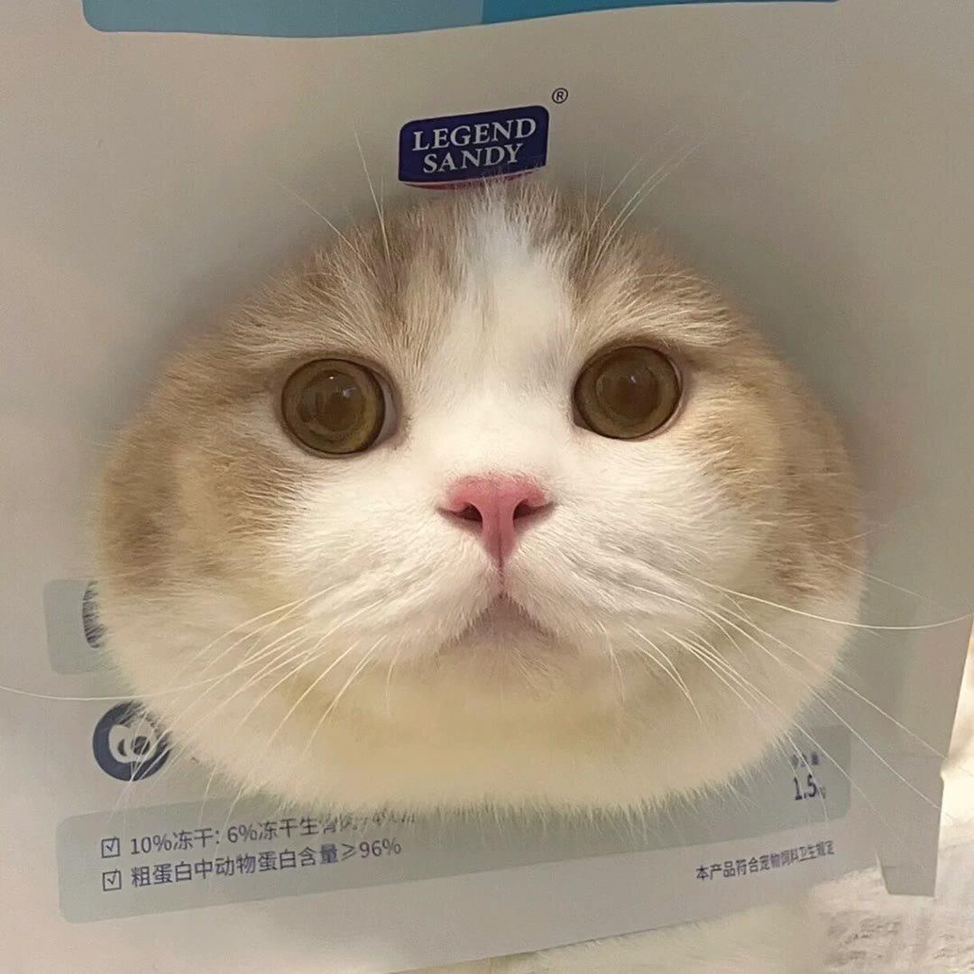 香菜.